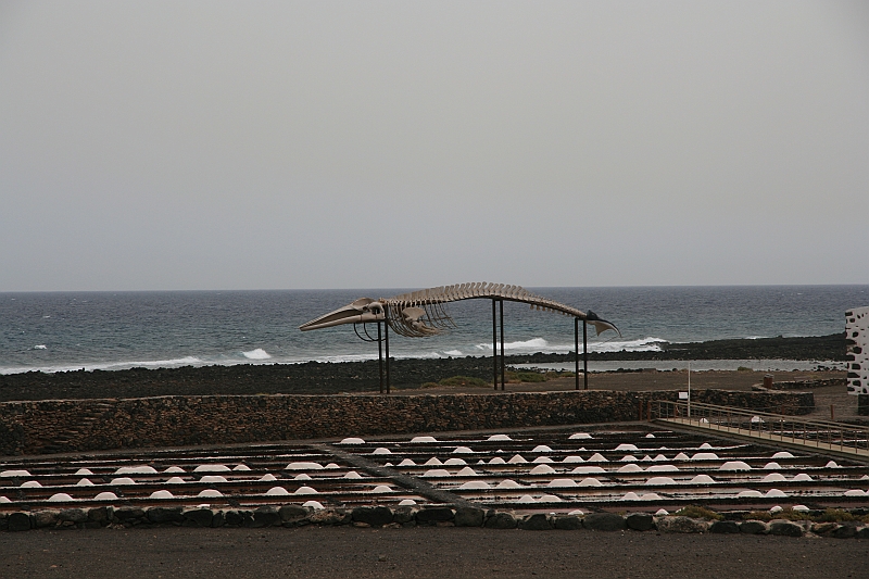 Kanary_2010 180